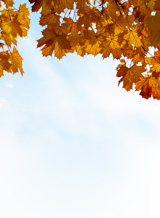 Frame of fall branches and leaves of maple trees at colorful autumn park. Copy space for textの写真素材
