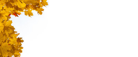 Frame of fall branches and leaves of maple trees at colorful autumn park. Long bannerの写真素材