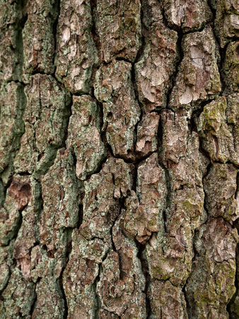 Bark background. Trunk tree closeup. Macroの写真素材