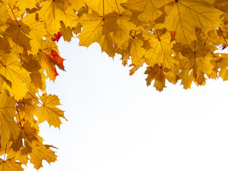 Frame of fall branches and leaves of maple trees at colorful autumn park. Nobodyの写真素材