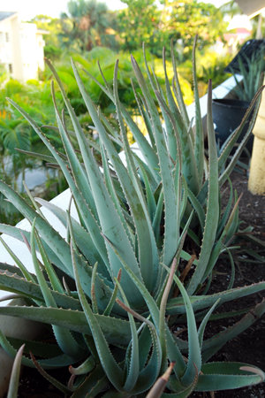 Aloe Vera plant in tropical garden, closeup.の写真素材
