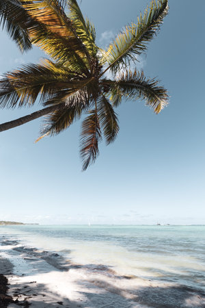 Coconut palm tree at sunny day with calm Atlantic ocean and white sandy beach, Dominican republic, toned imageの写真素材