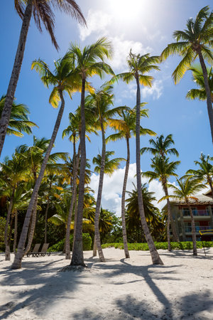 Bavaro beach in sunny day with calm Atlantic ocean and white sandy beach, Dominican republicの写真素材