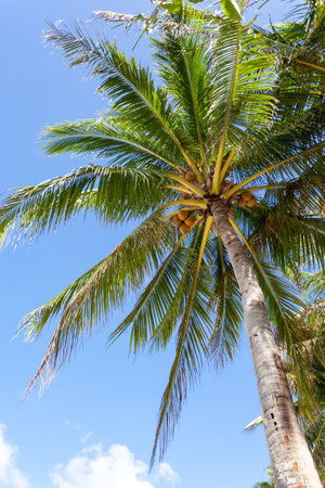 Coconut palm trees on sky backgroundの写真素材