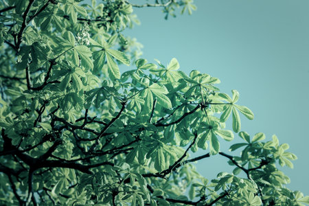 Chestnut tree green leaves on sky, view from below. Abstract colored imageの写真素材