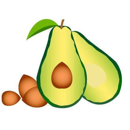 Fresh avocado fruitsのイラスト素材