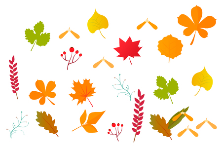 set of autumn leaves and berriesのイラスト素材