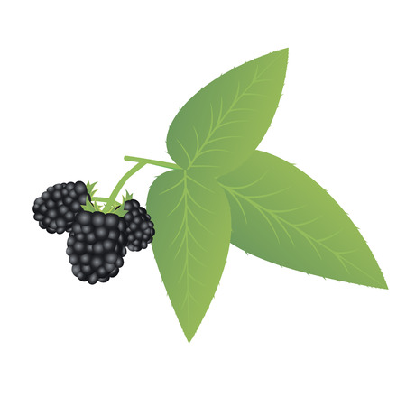 fresh blackberry with leaf isolated on whiteのイラスト素材