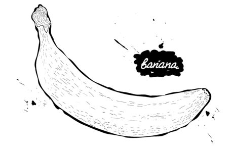 Doodle.vector illustration. black and white drawing of fruits. banana.のイラスト素材