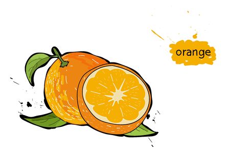 ripe, juicy orange. whole orange and half orange. on a white background with splashes. drawing hands. Doodle.のイラスト素材