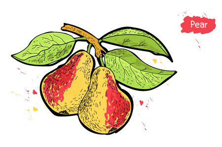 two ripe pears on a tree with leaves on white background with splashes.drawing hands. Doodle.のイラスト素材
