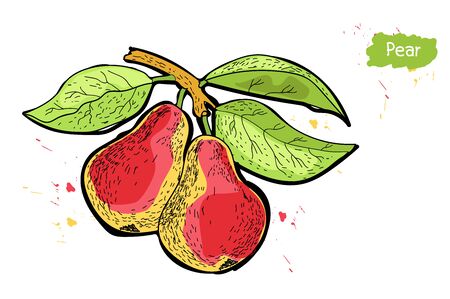 two ripe pears on a tree with leaves on white background with splashes.のイラスト素材