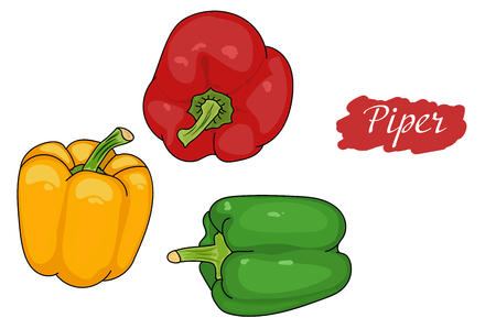 Pepper green, red, yellow from different angles. great for menu. useful vegetables. vegetarianism. Vector illustration with white background. the drawing hands. piper annuumのイラスト素材