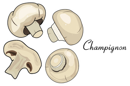 mushrooms, edible mushrooms. mushroom from different angles. the mushroom in cross section. useful vegetables. Vector illustration with white background. the drawing hands.のイラスト素材