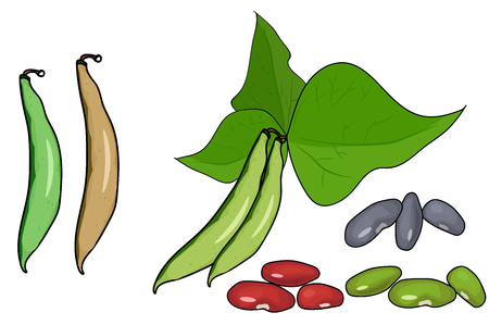 green beans. white background cut vegetables. vector illustration of high quality.のイラスト素材