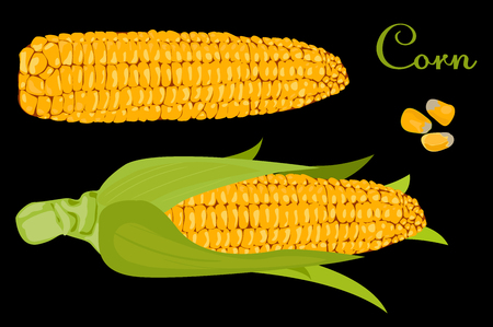 corn. ear of corn with leaves. black background cut vegetables. vector illustration of high quality.のイラスト素材