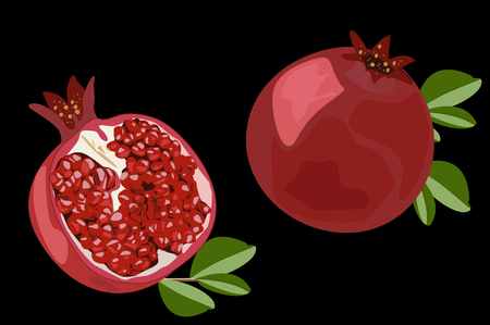 Pomegranate. Juicy ripe fruit in cross section. Color vector illustration. Black background.のイラスト素材