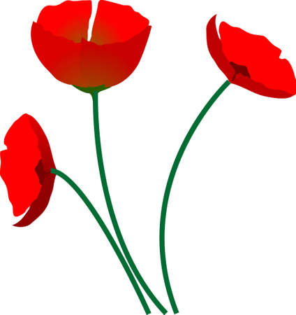 Poppy in spring with white backgroundのイラスト素材