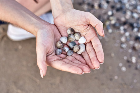 Shells lying in the palms, hand with shells on the beach background