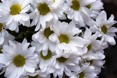 Flowers of white cuts close-up