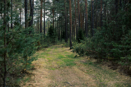 beautiful green forest in summer, Vitebsk region, Belarus