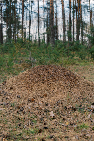 A large anthill in a spruce forest.The house of ants.Forest reserve forest.Walking in the fresh forest.の写真素材