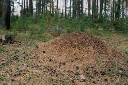 A large anthill in a spruce forest.The house of ants.Forest reserve forest.Walking in the fresh forest.の写真素材