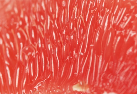 macro shot of fresh grapefruit (shallow DOF)の写真素材