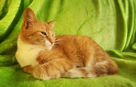 red cat lying on green coverletの写真素材