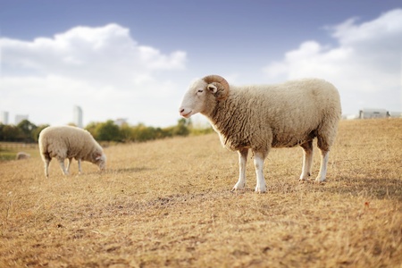 wether and sheep grazing on a fieldの写真素材