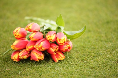 bunch of tulips on lawnの写真素材