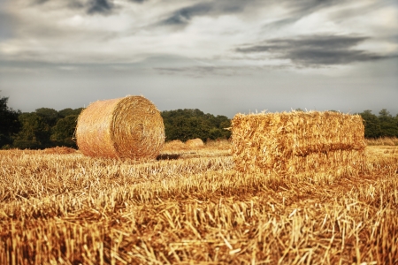 golden hay roll in wheat fieldの写真素材