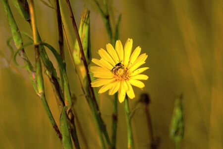flowerの写真素材