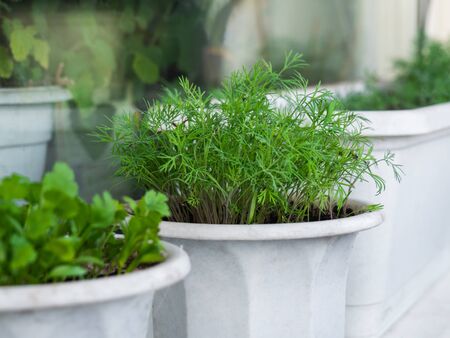 Fresh herbs in white flower pots on a windowsill. Growing your own fresh herbs and spices. Mint, dill and parsley.の写真素材