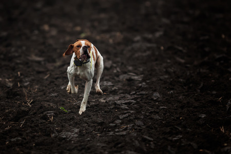 Running dogの写真素材