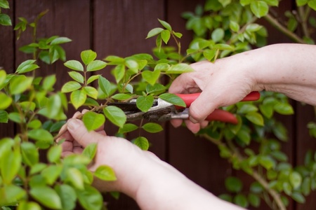 Pensioner with a hedge trimmer cuts  roseの写真素材