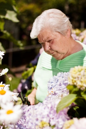 elderly woman with the flower garden shears cutの写真素材