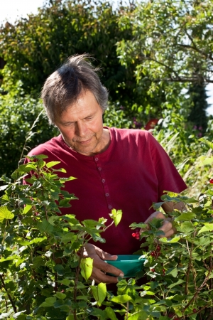 older man in his garden picking red currantsの写真素材