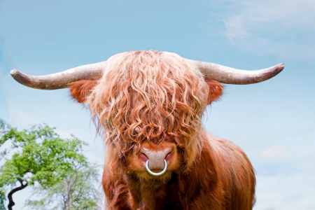 brown highland cattle, highland cow, closeupの写真素材
