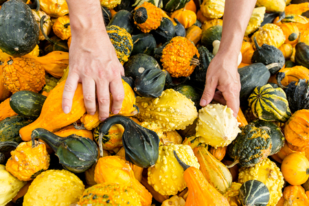 male hands in pumpkinsの写真素材