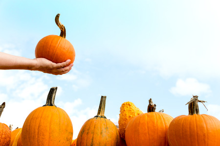 hand holds an hokkaido pumpkinの写真素材