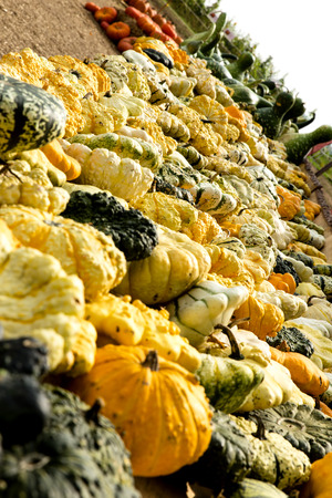 a lot of patisson pumpkinsの写真素材