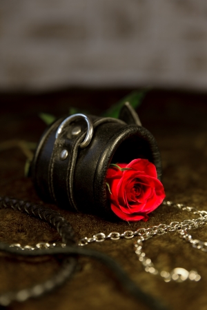 red rose and bdsm toysの写真素材