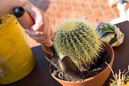 cactus with soil, senior adults handの写真素材