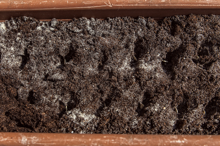 soil with seed in a planter, closeupの写真素材