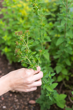 oregano outdoor in the garden, woman is picking someの写真素材