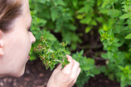 oregano outdoor in the garden, woman is picking some and smelling on itの写真素材