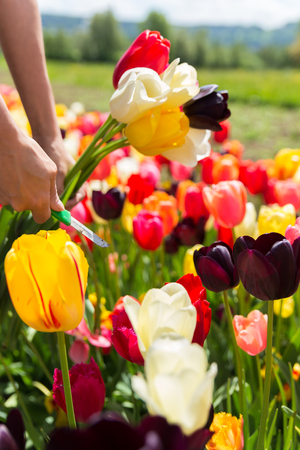 closeup woman hands are cutting a bunch of tulips on a flower fieldの写真素材