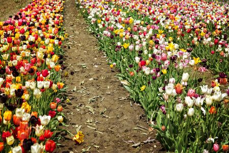 big colorful tulip field for picking yourselfの写真素材