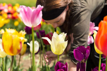 young woman picking colorful tulips in the gardenの写真素材